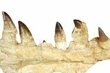 Fossil Mosasaur (Thalassotitan) Jaw Section with Teeth - Morocco #368247-1